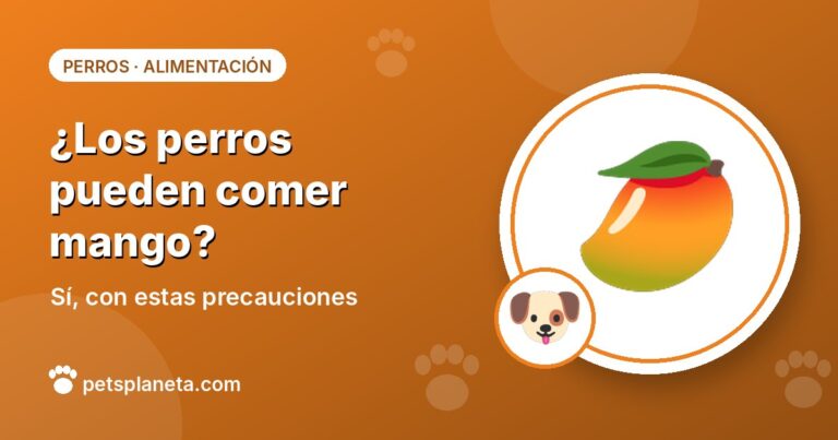 ¿Los perros pueden comer mango? Guía segura para darle a tu perro